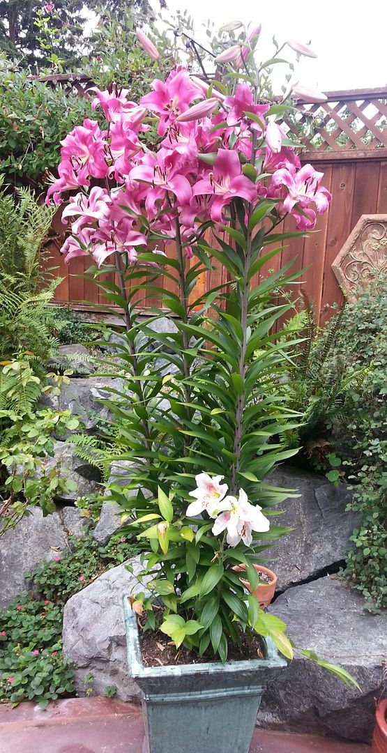  photo 20140720_110403-1_zpsncfujspz.jpg